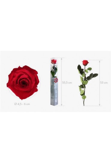 ROSA PRESERVADA AMOROSA TALLO ROJO 55 CMS.