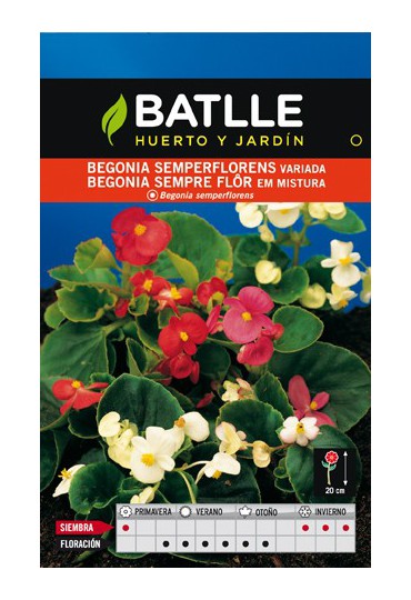 Semillas flores SEMILLA BEGONIA SEMPERFLORENS VARIADA BATLLE | Mundo  Verde/Garden Center