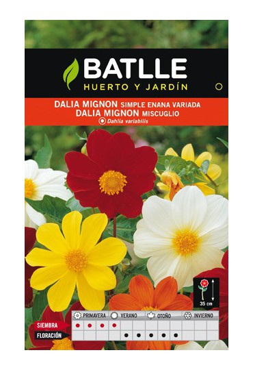 BATLLE SEMILLA DE DALIA MIGNON