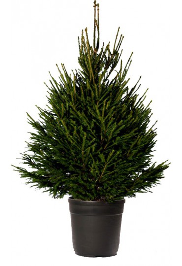 ABETO-NAVIDAD-NATURAL-PICEA-EXCELSA-75/100-CMS