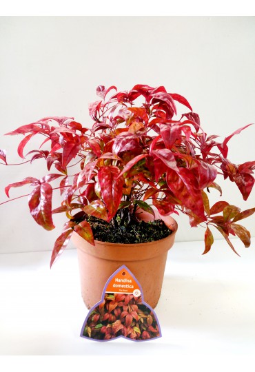 nandina-domestica-fire-power-3l-25cm-alto