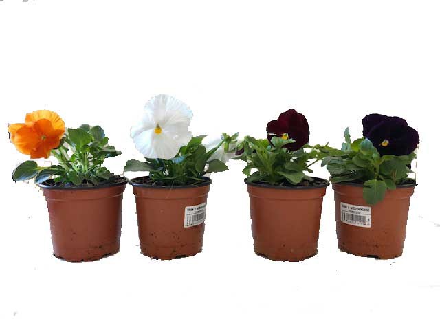 Plantas de temporada PENSAMIENTO M-10,5 CMS. (VIOLA WITROCKIANA) | Mundo  Verde/Garden Center