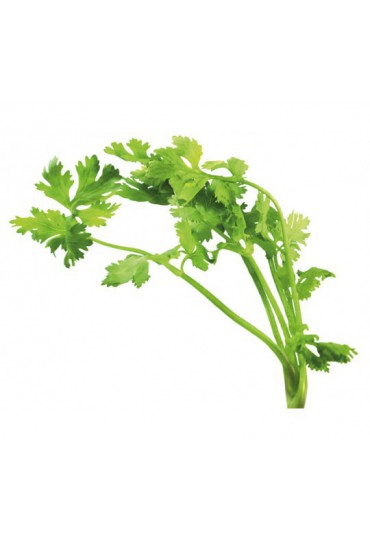 CILANTRO