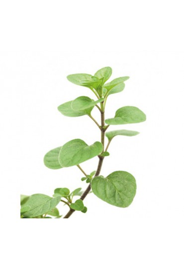 OREGANO