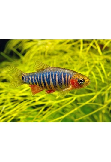 Rasbora Enana Esmeralda