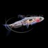 Rasbora Mosquito