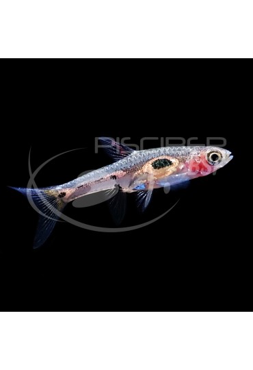 Rasbora Mosquito