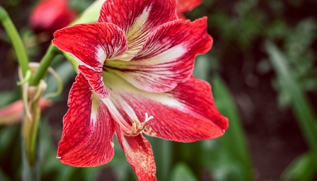 Amaryllis . Garden Center Sopela