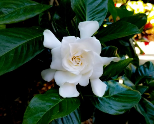 Jazmín del Cabo o Gardenia. Garden Center Sopela