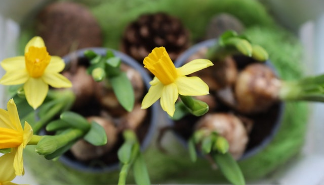 Cuando plantar bulbos: Narcisos