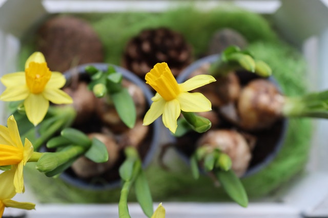 Cuándo plantar bulbos: narcisos, jacintos y tulipanes - Mvgarden